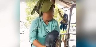 Viral Video Wanita Permainkan Pesut Mahakam Tuai Kecaman Publik, Berikut Faktanya! Gambar dari sebaran video memperlihatkan seorang wanita sedang mempermainkan satwa mamalia diduga Pesut Mahakam, Senin (12/1). (Foto istimewa)