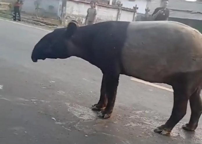 Tapir yang sempat viral berkeliaran di jalan dibunuh warga (Foto: Istimewa/Tangkapan Layar)