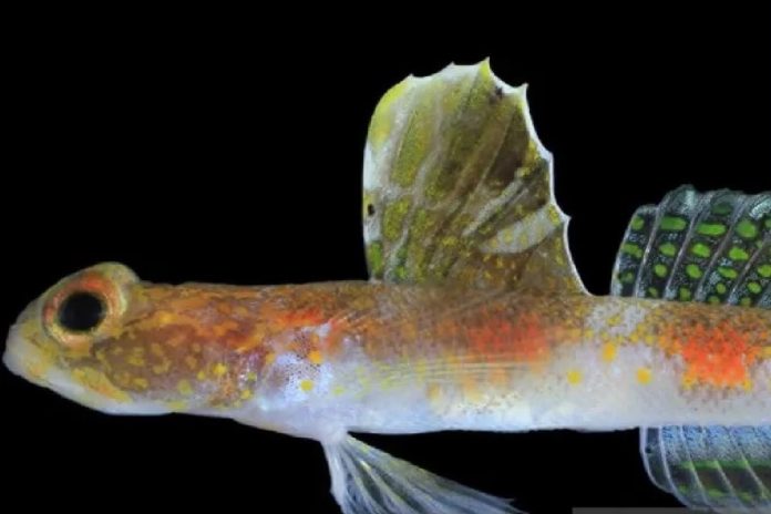 Hasil pindai spesies baru ikan gobi udang Tomiyamichthys oriens sp. nov. yang ditemukan oleh tim peneliti Badan Riset dan Inovasi Nasional (BRIN). ANTARA/HO-BRIN