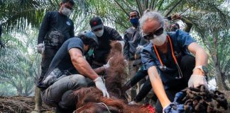 Miris! Seekor Orangutan Ditemukan Pingsan dan Kritis Akibat Terpapar Asap Karhutla di Kalimantan Barat Orangutan bernama Sampurna berhasil diselamatkan dari sebuah perkebunan kelapa sawit di Desa Kuala Satong, Kabupaten Ketapang, Kalimantan Barat, yang berada di dekat kawasan terdampak kebakaran hutan, Minggu, 30 Agustus 2026. (Foto: Dok. YIARI)